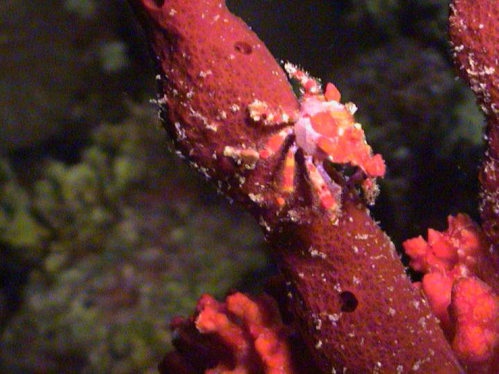 Scuba Diving - tiny crab on sponge - photo by Pepe Scuba - Maya Expeditions