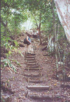 Reaching the top of Tigre Pyramid - El Mirador - Maya Expeditions