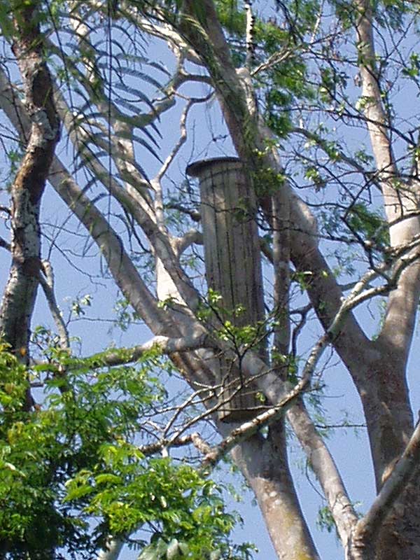 Scarlet Macaw Reserach Station False Nest