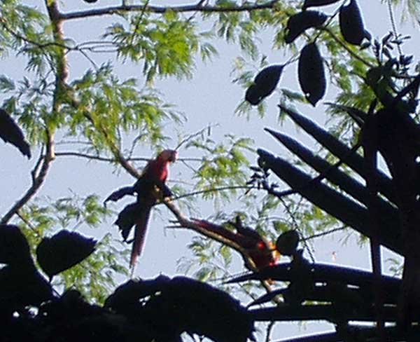 Scarlet Macaw Pair Sequence - Birdwatching - Maya Expeditions