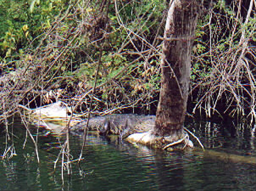 Crocodile lounging on log - Nature Reserves - Maya Expeditions