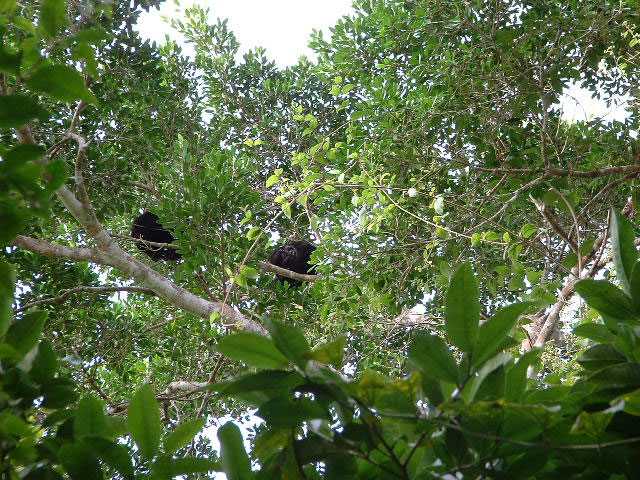Howler monkeys one with a baby - Nature Reserves - Maya Expeditions