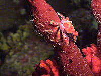 Scuba Diving - tiny crab on sponge - photo by Pepe Scuba - Maya Expeditions