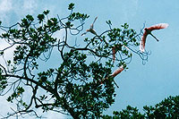 Roseate Spoonbills - other activities - Photo by Jose Cruz Velarde - Maya Expeditions