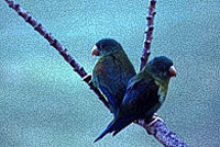 Flying off Rio Dulce Bridge