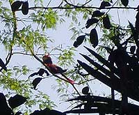 Flying off Rio Dulce Bridge