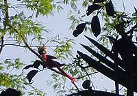 Flying off Rio Dulce Bridge