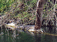 Crocodile lounging on Log - Nature Reserves Photo Gallery - Maya Expeditions