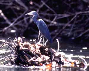 Little Blue Heron