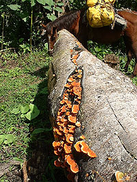 Mushrooms along horse trail - Maya Expeditions
