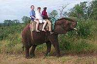 African Elephant Ride - Victoria Falls, Africa - Maya Expeditions