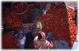 Welcome to Maya Expeditions !